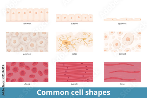 Common cell shapes. Squamous, cuboidal, columnar, polygonal, stellate, spheroid, discoid, spindle-shaped, and fibrous cell forms and their common representatives as red blood cells or epithelium.