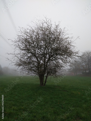 tree