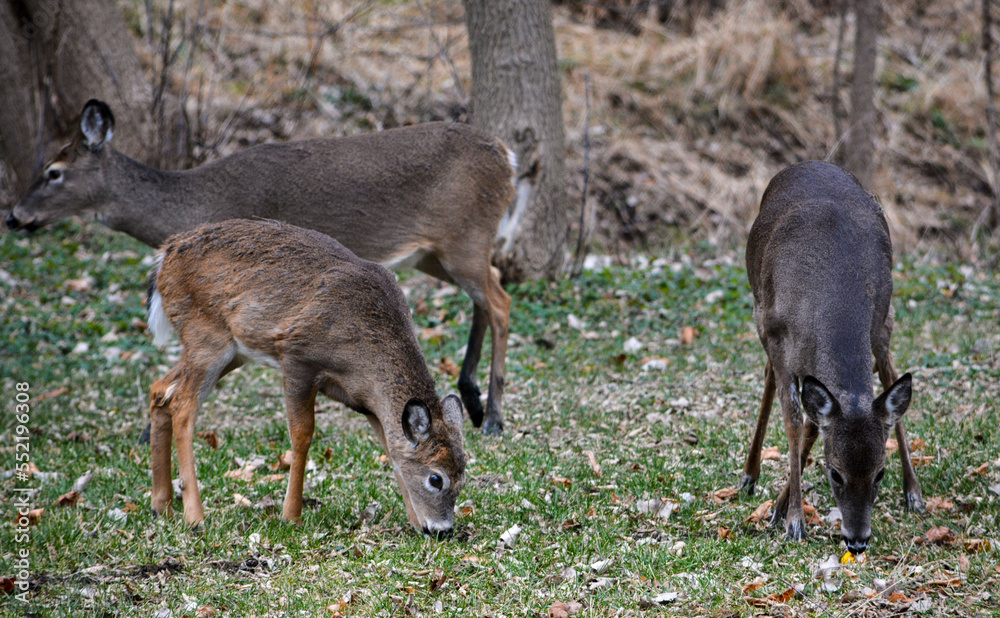Deer having an afternoon snack.