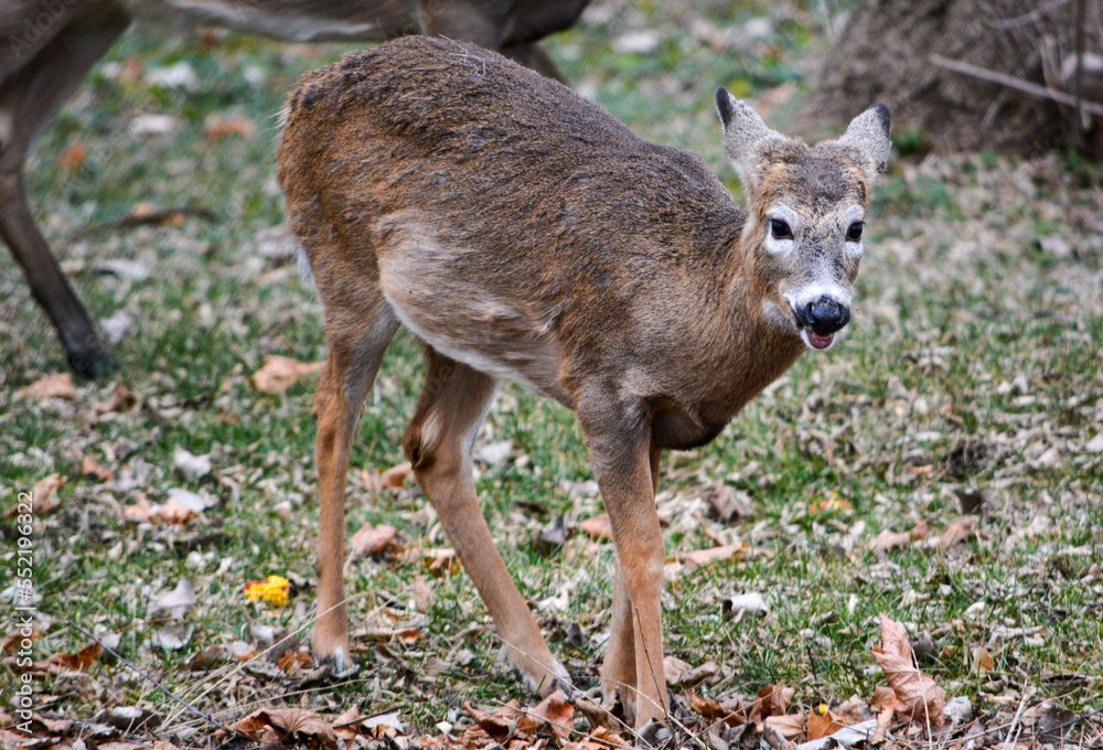 Deer having an afternoon snack.