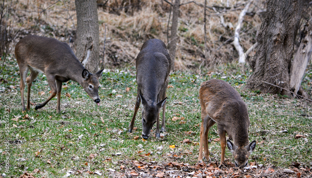 Deer having an afternoon snack.