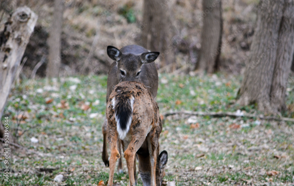 Deer having an afternoon snack.