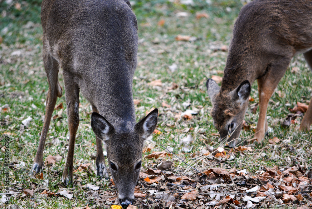 Deer having an afternoon snack.