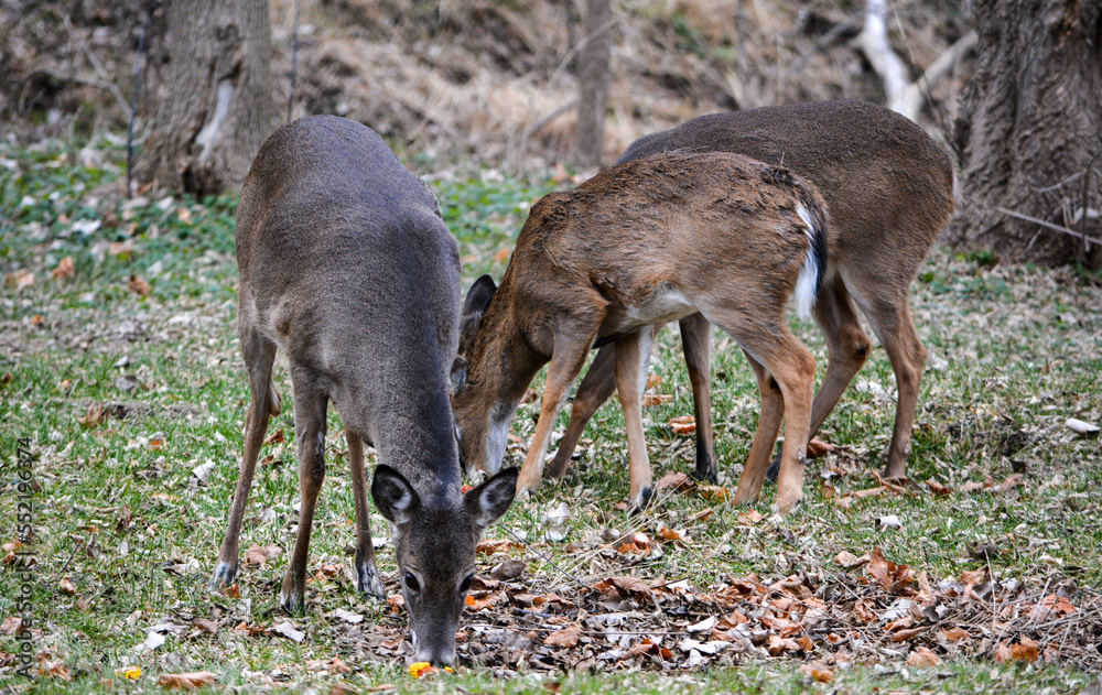Deer having an afternoon snack.