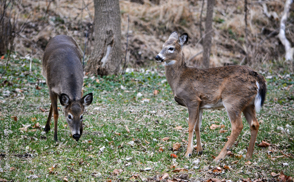 Deer having an afternoon snack.