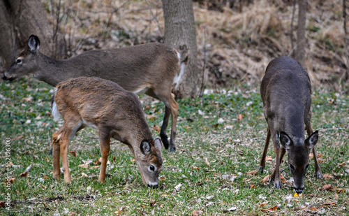Obraz na płótnie Deer having an afternoon snack. w salonie