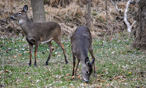 Obraz na płótnie Deer having an afternoon snack. w salonie