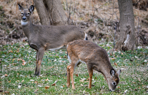 Obraz na płótnie Deer having an afternoon snack. w salonie