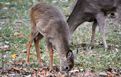Obraz na płótnie Deer having an afternoon snack. w salonie