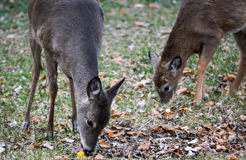 Obraz na płótnie Deer having an afternoon snack. w salonie