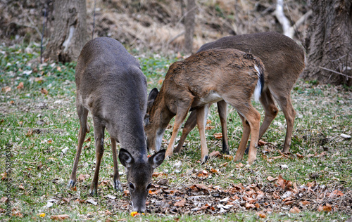 Obraz na płótnie Deer having an afternoon snack. w salonie
