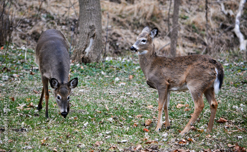 Obraz na płótnie Deer having an afternoon snack. w salonie
