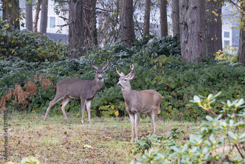 Fototapeta Naklejka Na Ścianę i Meble -  Two large black-tailed bucks standing in the yard of a home in Eugene, Oregon.