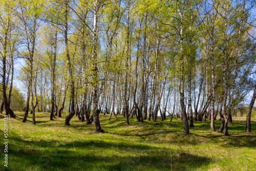 Fototapeta Naklejka Na Ścianę i Meble -  Sunny picturesque birch grove on a summer day