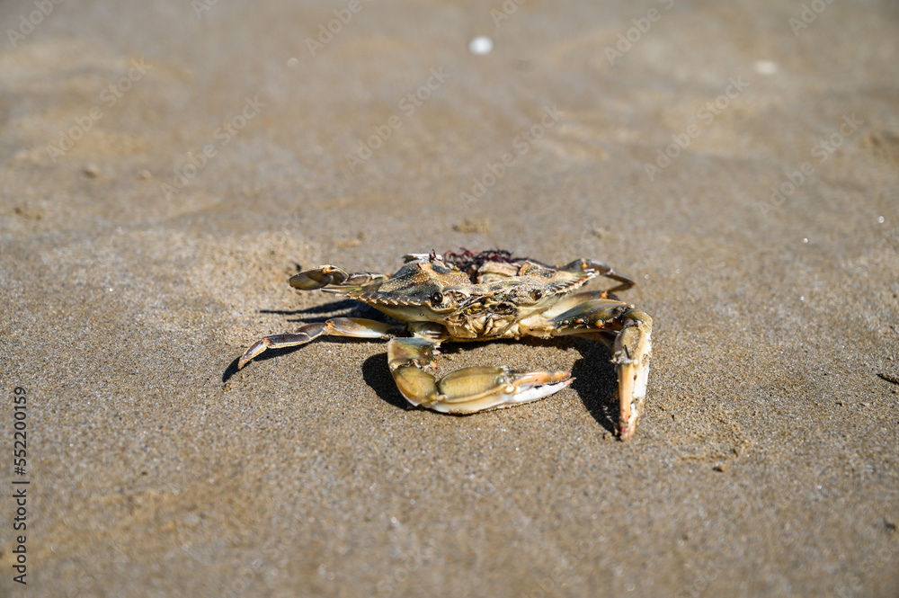 The body of a dead crab on the beach. Atlantic blue crab. Rotten crab on sand near sea. Environmental disaster.  
