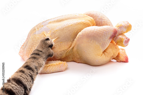 A whole raw chicken on a white background, which is touched by a striped cat with a paw