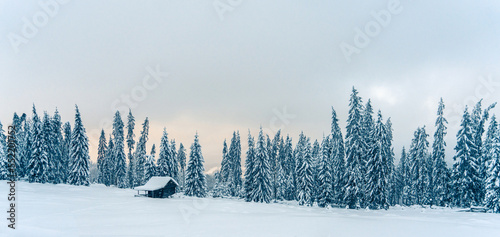 Beautiful snowy fir trees in frozen mountains landscape in sunset. Christmas background with tall spruce trees covered with snow. Alpine ski resort. Winter greeting card. Happy New Year © Jukov studio