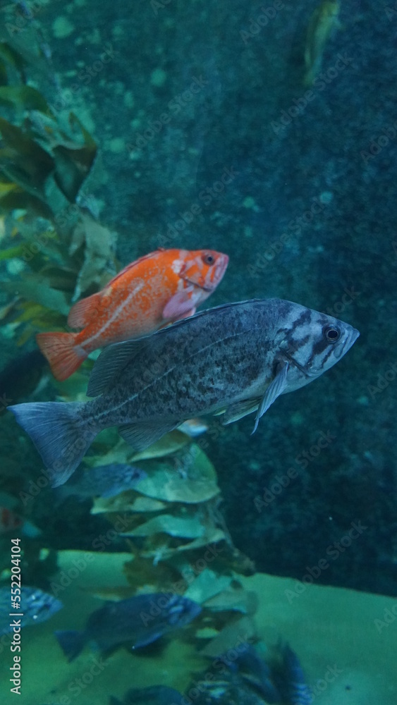 Fototapeta premium Rock fish at Aquarium of the Bay