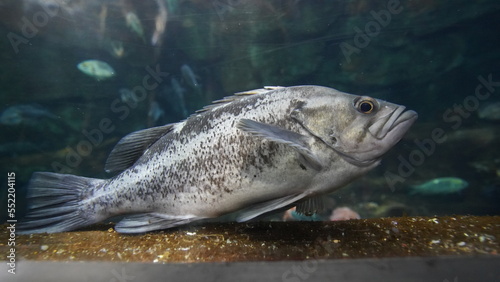 Rock fish at Aquarium of the Bay