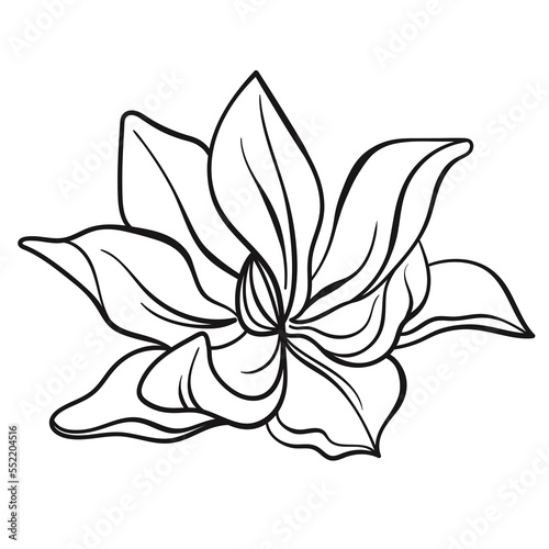 One line black illustration grafic flowers magnolia draw