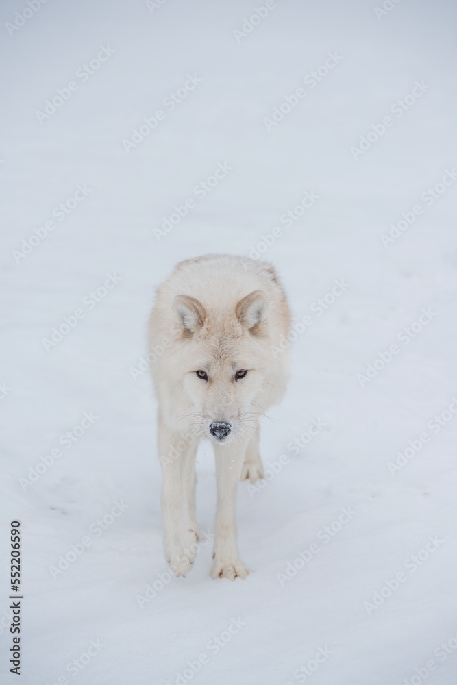 Lone white arctic Wolf walking in the snow