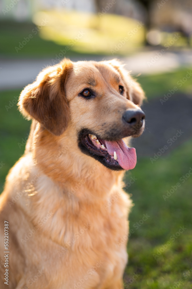 beautiful close-up portrait of a dog beautiful close-up portrait of a dog