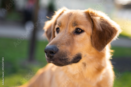 beautiful close-up portrait of a dog