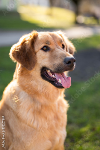 beautiful close-up portrait of a dog