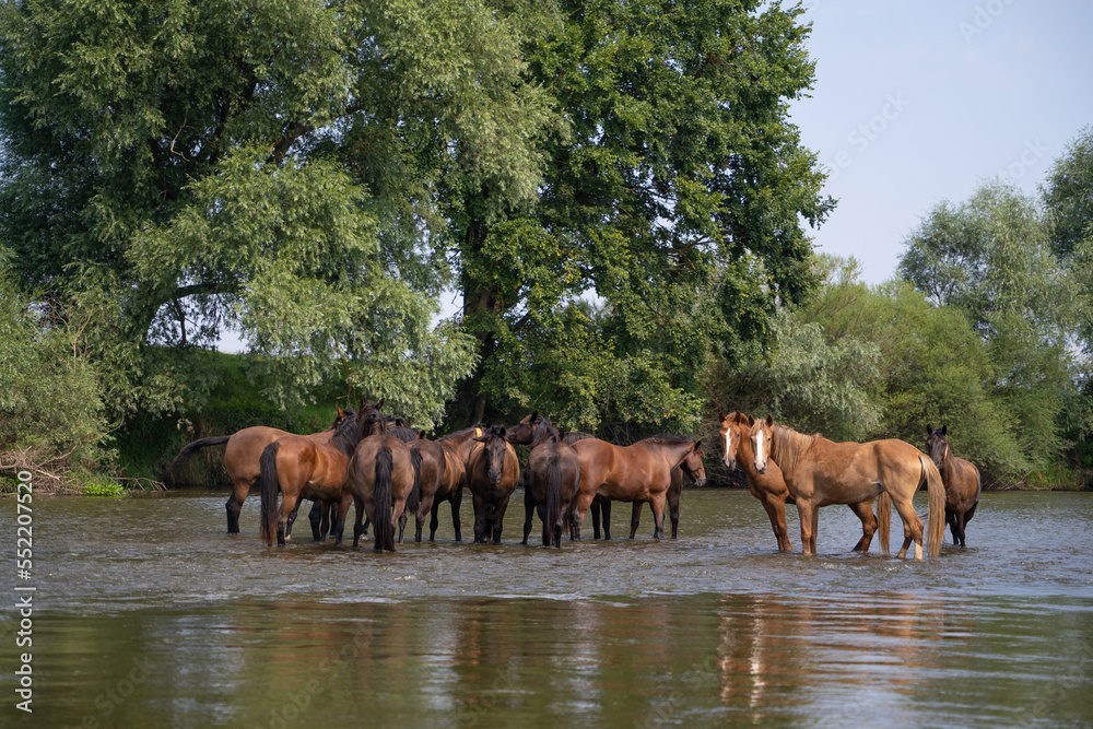 Fototapeta premium a herd of horses in the river