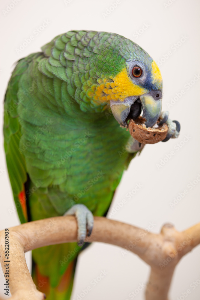 Amazon green parrot eating a nut walnut close up