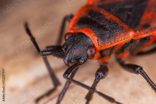 close-up macro shot of an insect © Tsyb Oleh