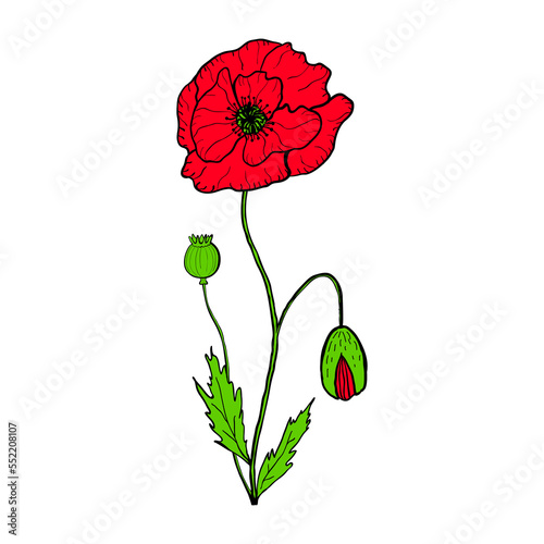 Poppy flower with leaves, bud and capsule. Colorful drawing in engraving vintage style. Botanical hand drawn png illustration
