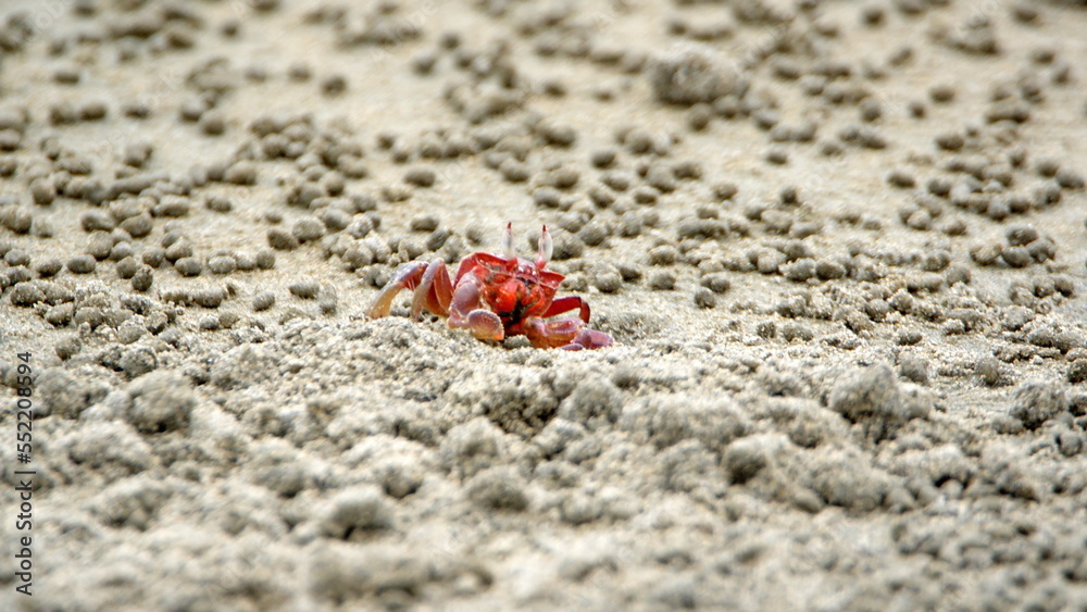 Sally Lightfoot crab on the beach in Canoa, Ecuador Sally Lightfoot crab on the beach in Canoa, Ecuador