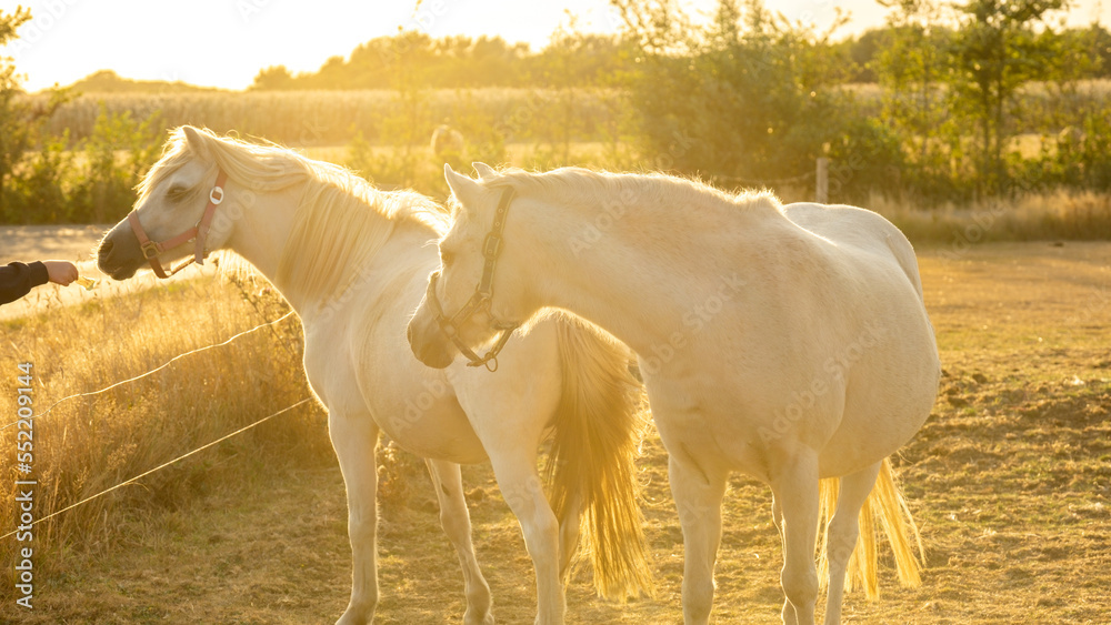 pair of white horses .White horse on a sunny windy day in a paddock
