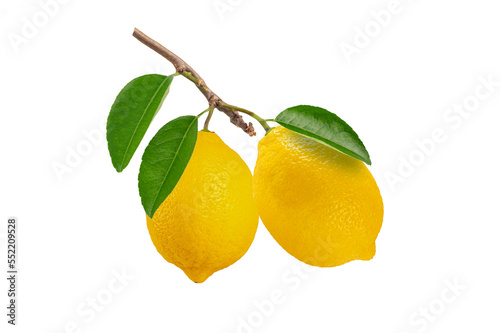 Lemon fruit with branch and green leaves isolated on white background.