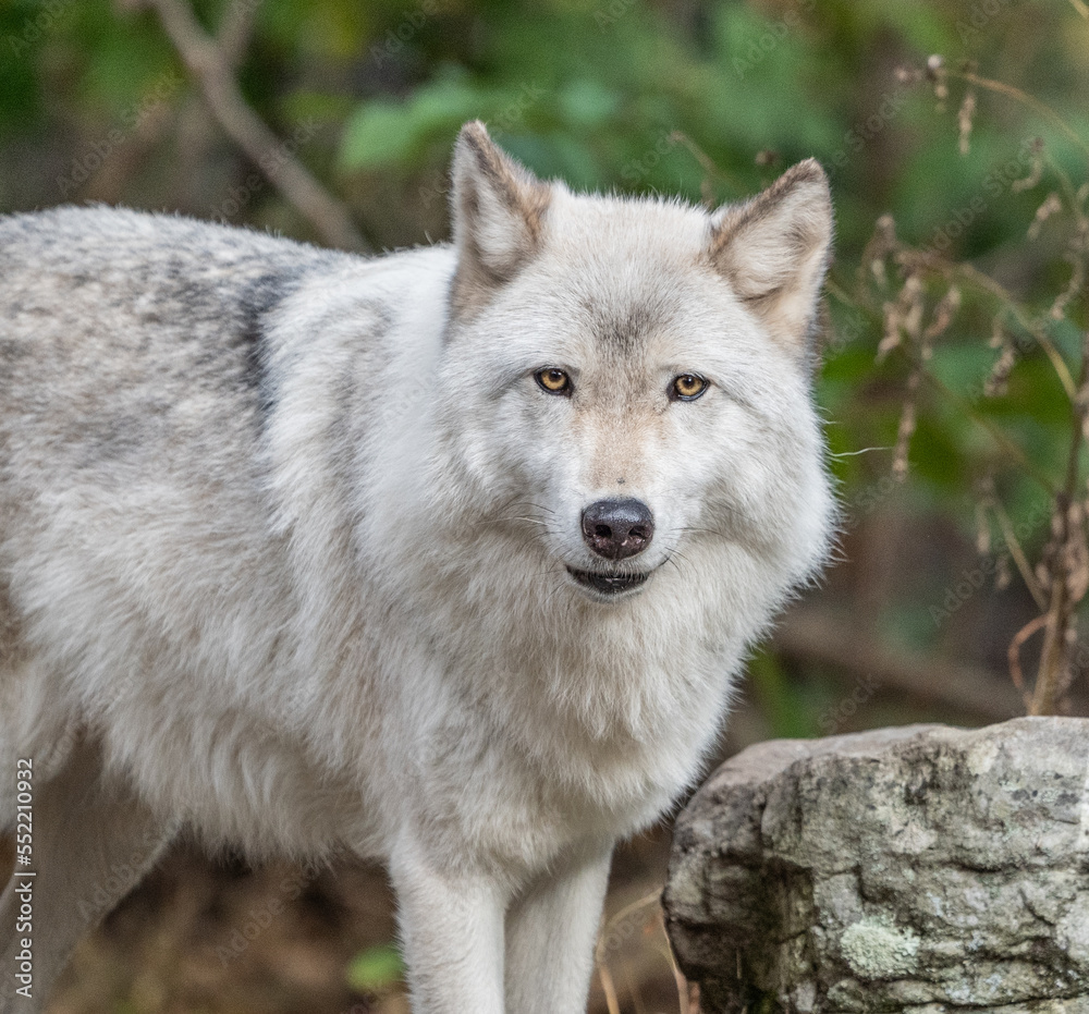Close-up of beautiful gray wolf (Canis Lupus) standing in autumn woodlands looking at camera Close-up of beautiful gray wolf (Canis Lupus) standing in autumn woodlands looking at camera