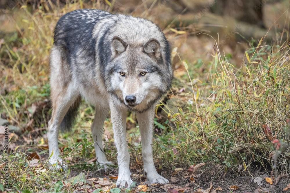 Close-up of beautiful gray wolf (Canis Lupus) standing in autumn woodlands