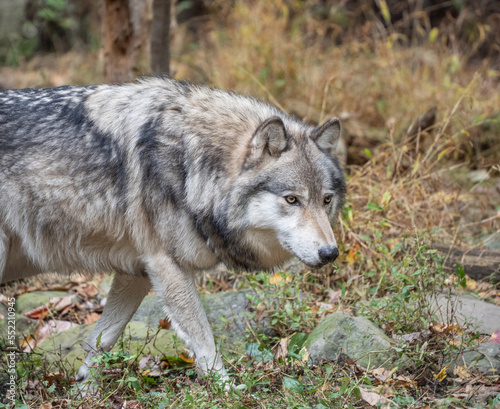 Close-up of beautiful gray wolf  Canis Lupus  walking in autumn woodlands 
