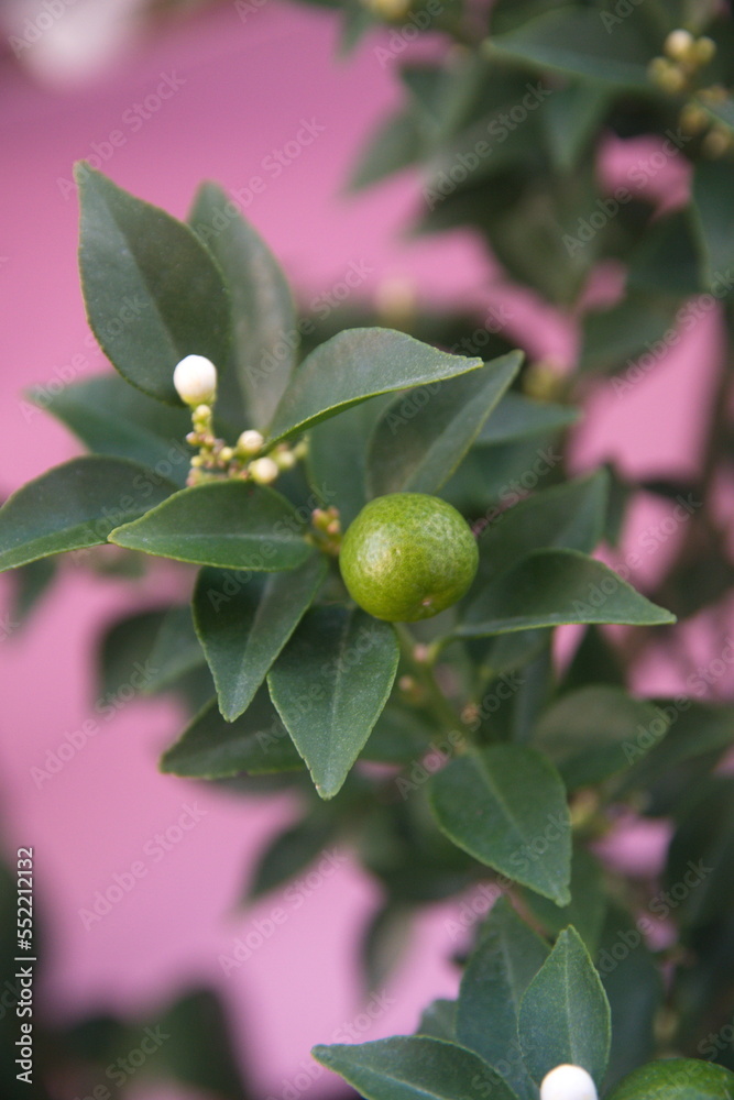 Φωτογραφία Fruits of Citrus myrtifolia, the myrtle-leaved orange tree, is a species of Citr