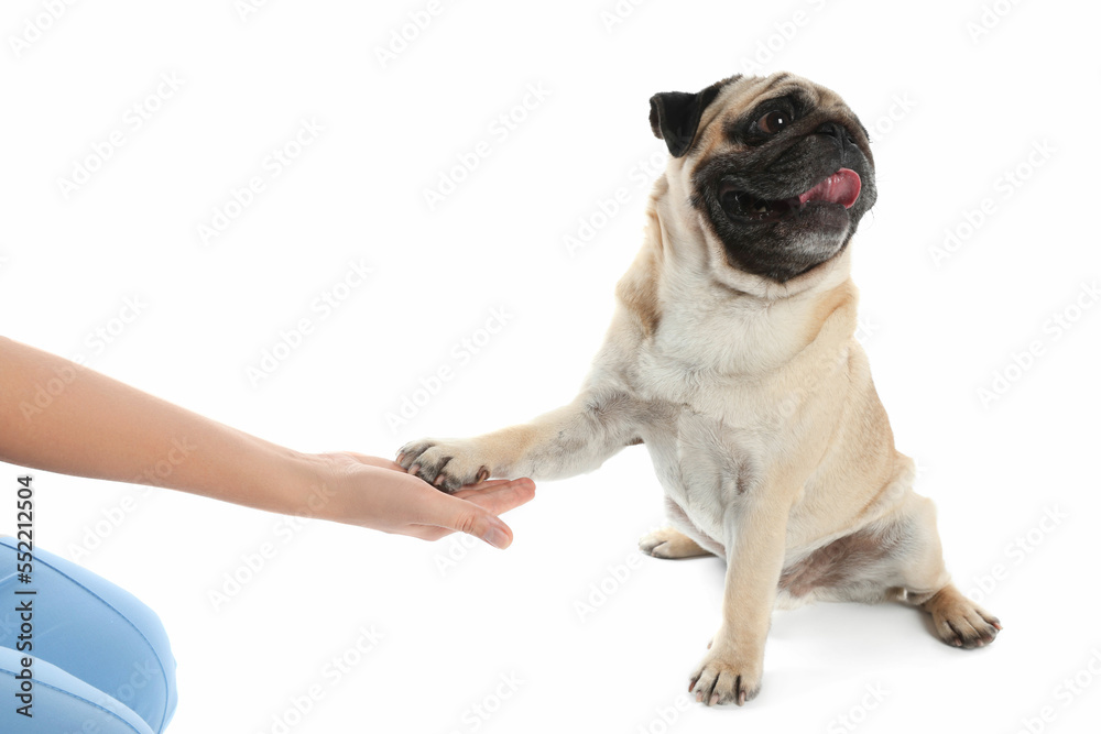 Obraz premium Woman holding dog's paw on white background, closeup