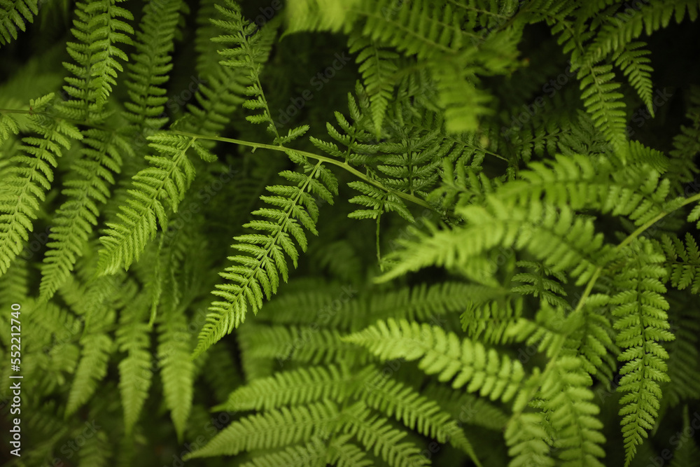 Beautiful green fern leaves in wild forest Beautiful green fern leaves in wild forest