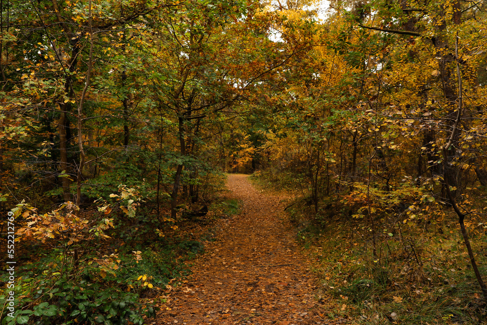 Pathway with many fallen leaves between beautiful trees in autumn park