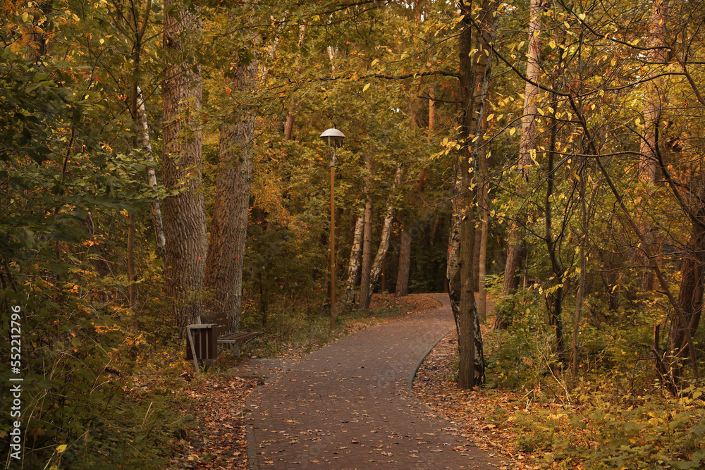 Many beautiful trees and pathway in autumn park