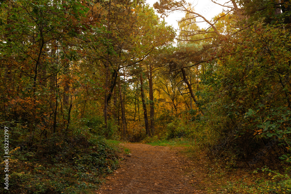 Obraz premium Pathway with many fallen leaves between beautiful trees in autumn park