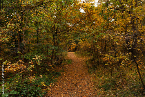 Pathway with many fallen leaves between beautiful trees in autumn park © New Africa