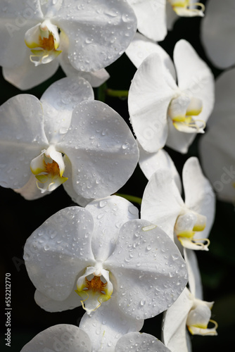 White Phalaenopsis orchid flower blossom in garden
