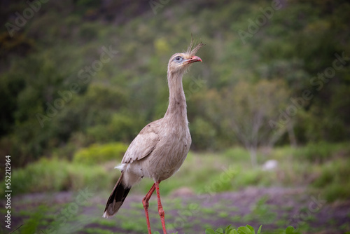 Seriema, Cariama cristata em plantação de amendoin. Seriema in peanut plantation photo