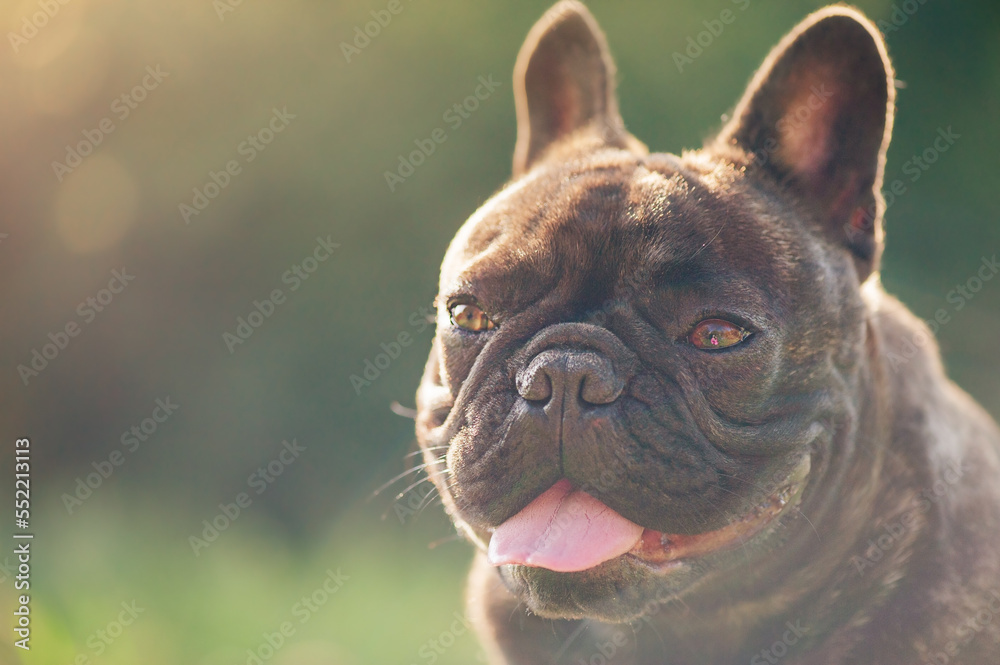 French bulldog black brindle. Portrait of a pet dog.