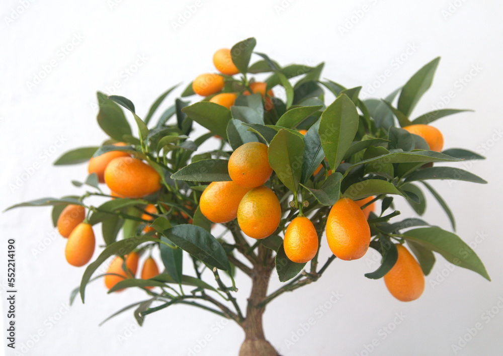 Bonsai tree of kumquat, with orange fruits, fortunella margarita, ornamental houseplant native to Southern China, on white background Bonsai tree of kumquat, with orange fruits, fortunella margarita, ornamental houseplant native to Southern China, on white background