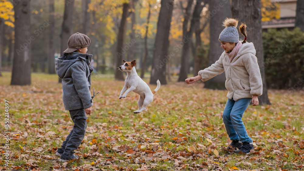Fototapeta premium Caucasian children are walking with jack russell terrier in autumn park. Boy, girl and dog are jumping outdoors.